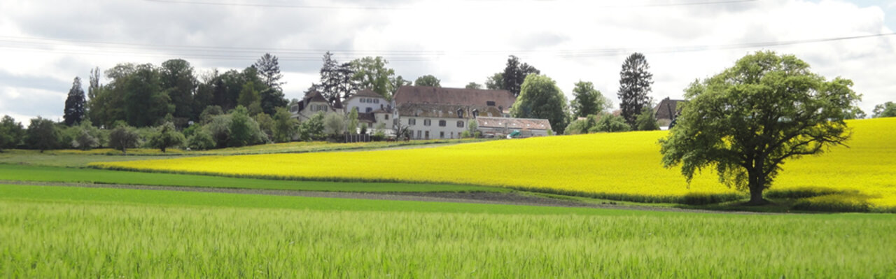 Rapsfeld und Blick auf Montmirail