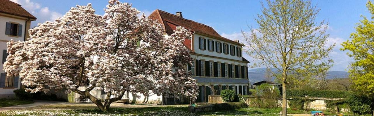 Magnolienbaum vor dem Château, Montmirail